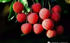 芙蓉帐里共鸳鸯荔枝很甜,荔枝甘甜共度春