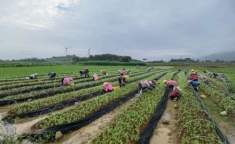 中药材种植基地,传承与创新，助力健康产业蓬勃发展”