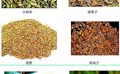 中药对照品,质量控制的基石与现代化发展的关键